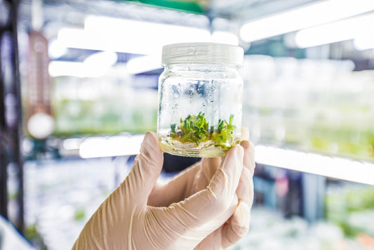 Les avantages de la culture in vitro pour la reproduction des plantes rares