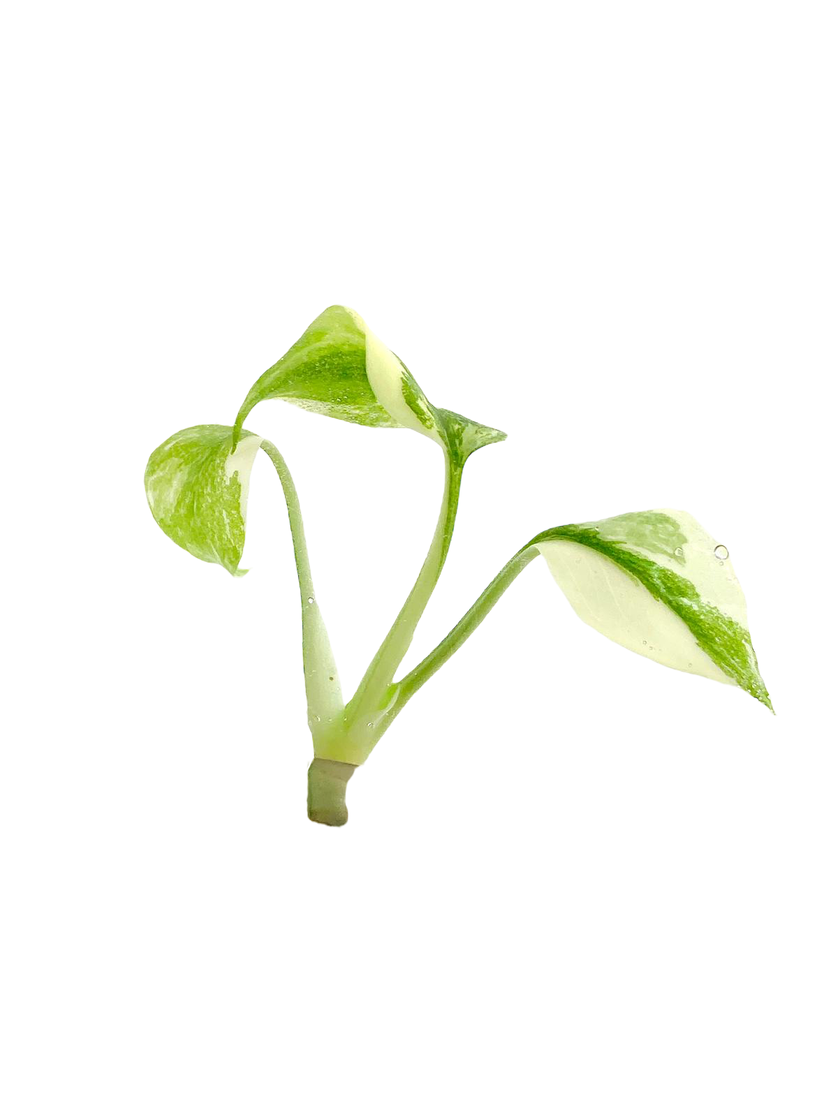 Monstera Thai Constellation (in vitro)