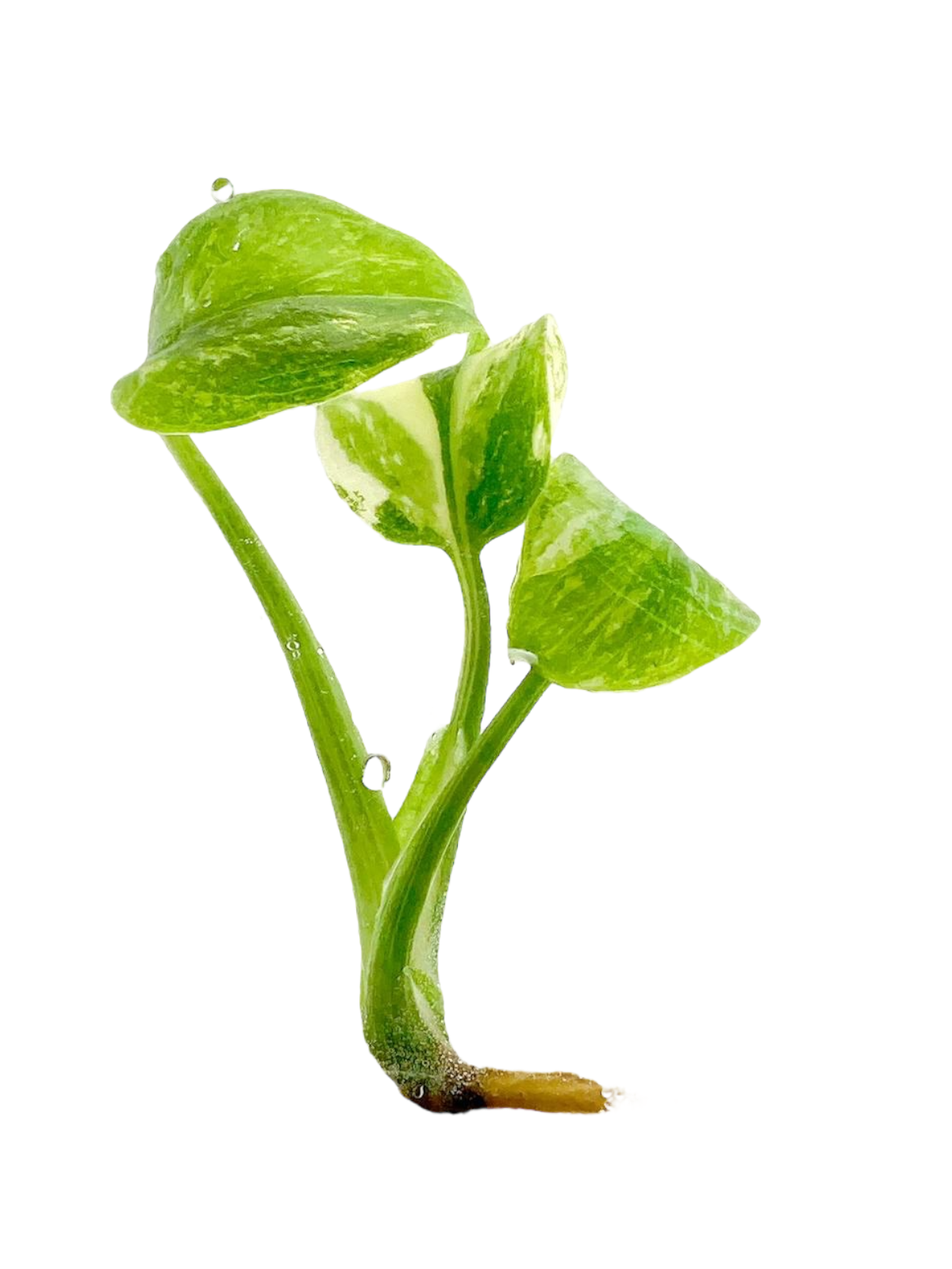 Monstera Thai Constellation (in vitro)