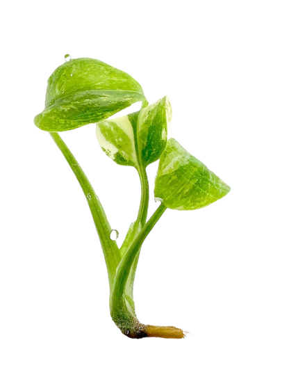 Monstera Thai Constellation (in vitro)