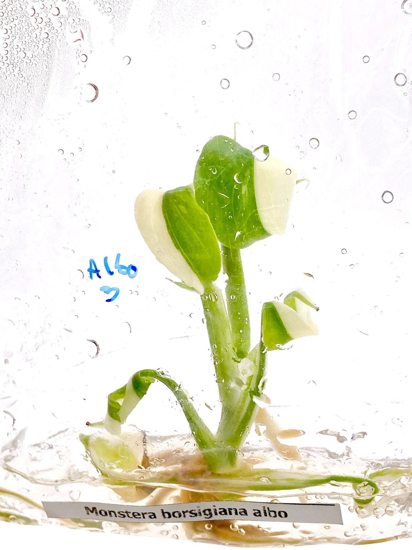 Monstera Borsigiana 'Albo Variegata' (in vitro)